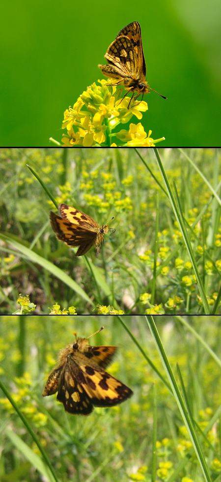 カラフトタカネキマダラセセリ