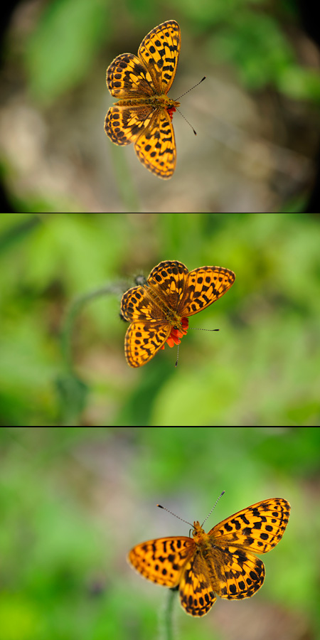 マイクロニッコール85mmをD700で使う