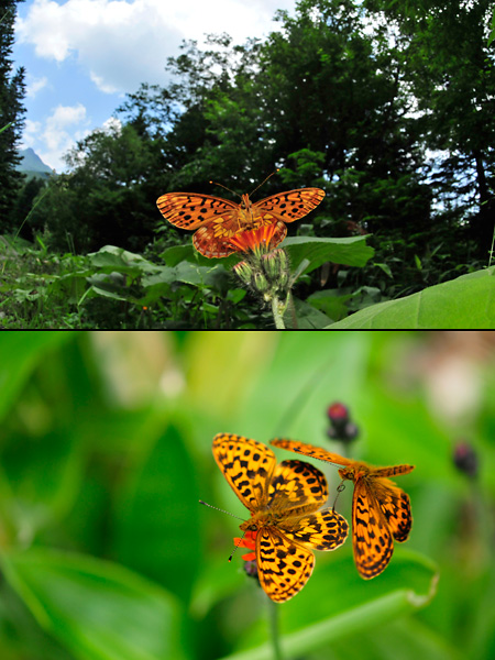 ホソバヒョウモン