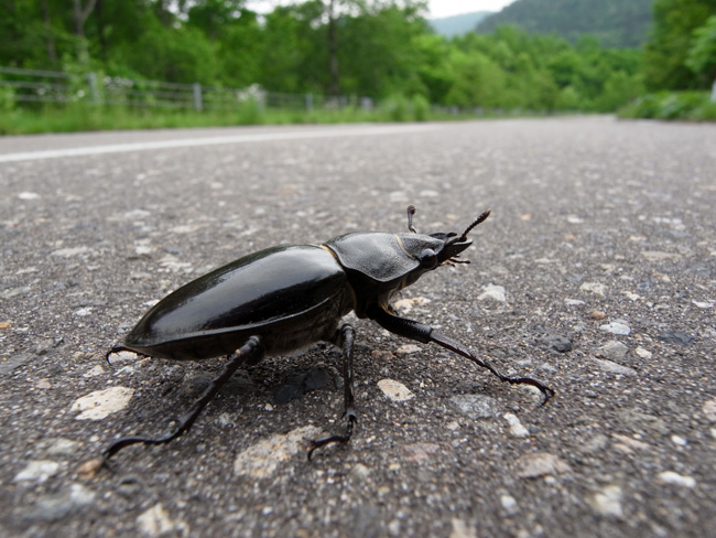 ミヤマクワガタのメス