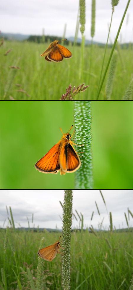  カラフトセセリ