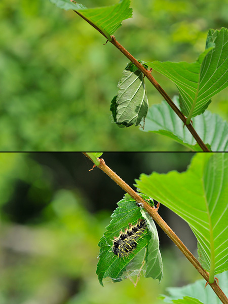 ハルニレにあった幼虫の巣 