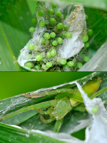 緑色のフクログモ