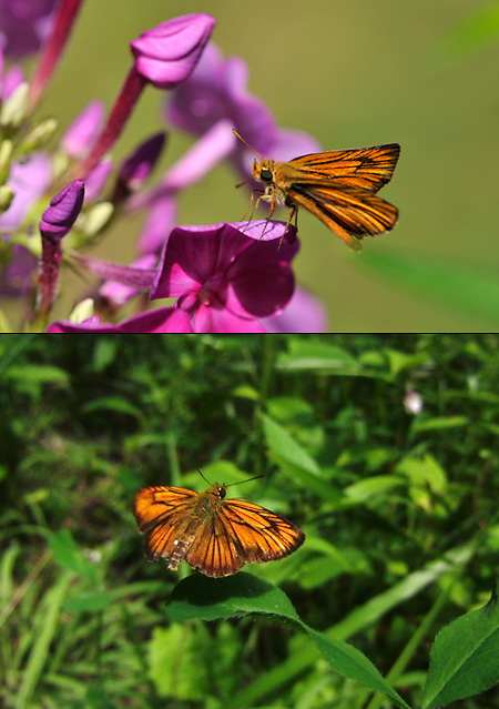 庭のスジグロチャバネセセリ