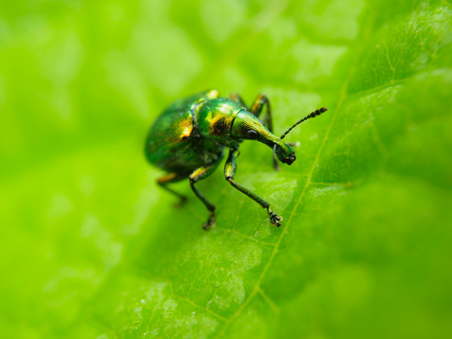 季節外れのドロハマキチョッキリ