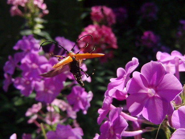 アカハナカミキリ