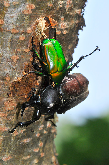 カブトムシと闘うアオカナブン