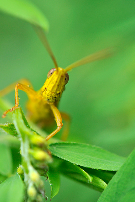 ナキイナゴの顔