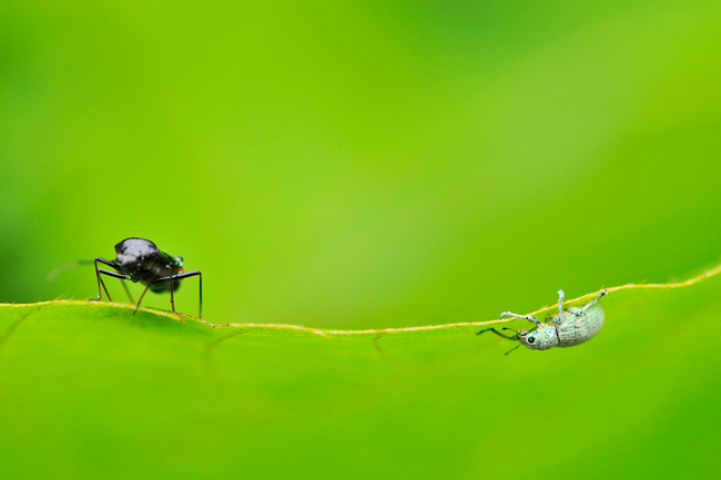 コフキゾウムシ