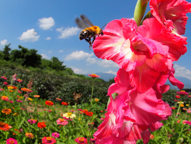 トラマルハナバチ