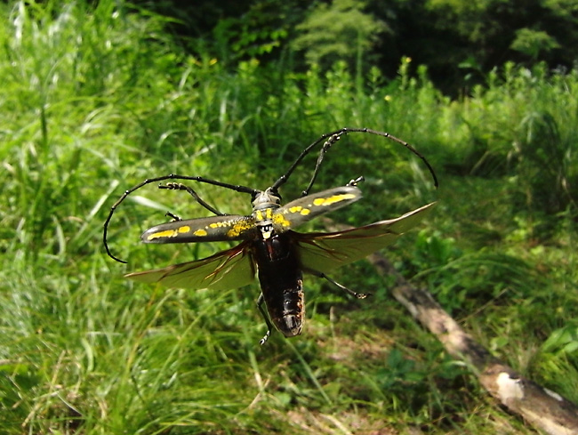 シロスジカミキリの飛翔