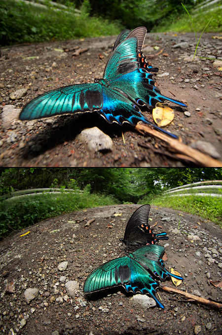 ミヤマカラスアゲハ