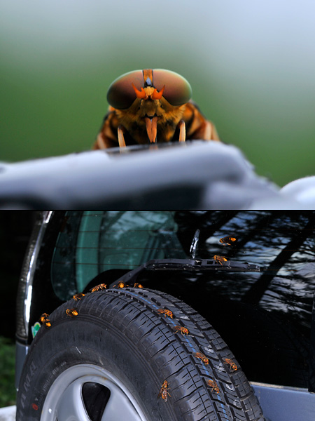 アカウシアブがたくさん