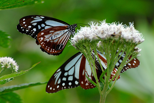 マーキングされたアサギマダラ