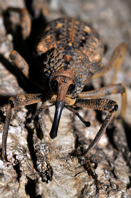 オオゾウムシの顔