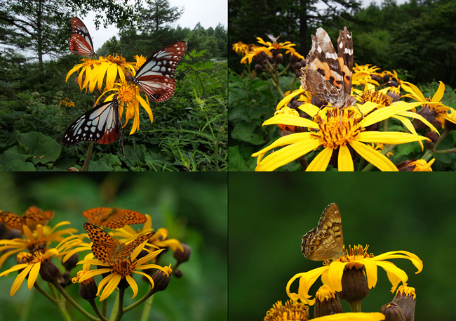 マルバダケブキに来たチョウ