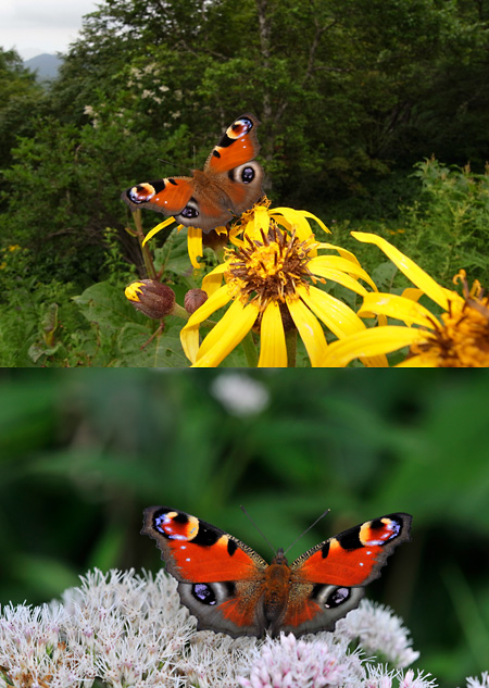 クジャクチョウ