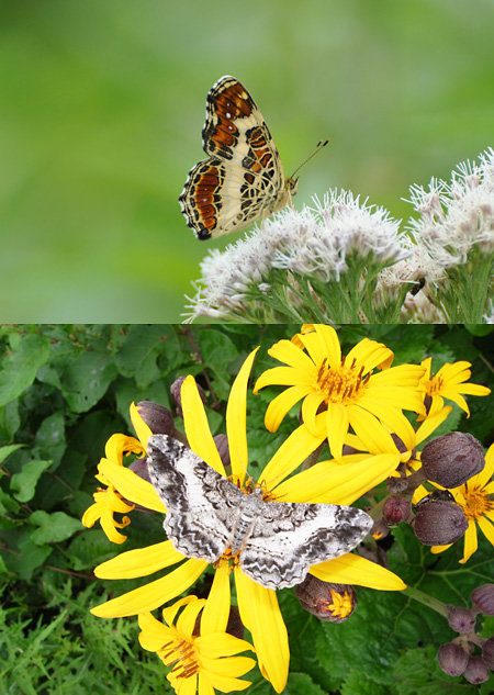 シロシタオビエダシャクとサカハチチョウ