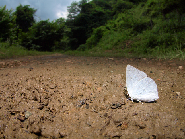 ウラギンシジミ