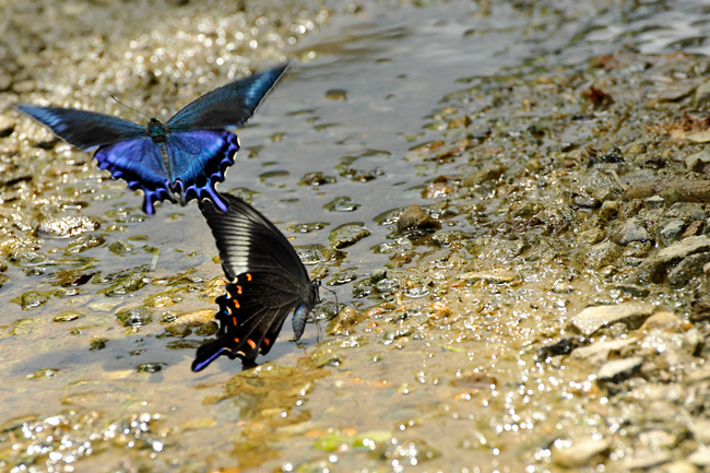 ミヤマカラスアゲハ