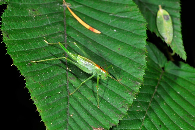 ササキリモドキ