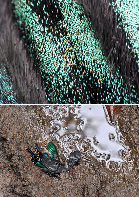 コンパクトデジカメで超マクロ