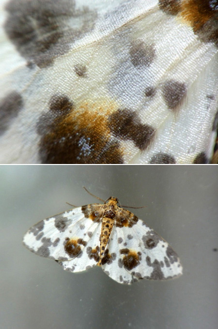 ユウマダラエダシャク