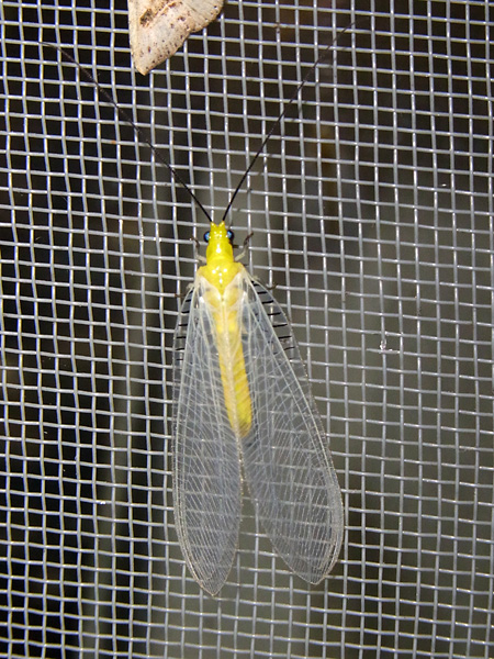 オオフトヒゲクサカゲロウ