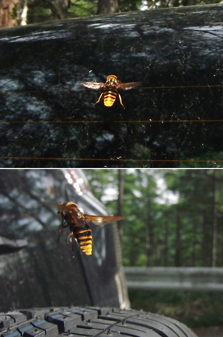 アカウシアブの飛翔