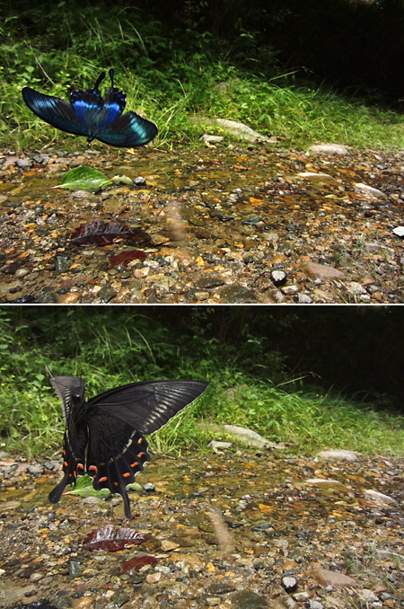 ミヤマカラスアゲハの飛翔