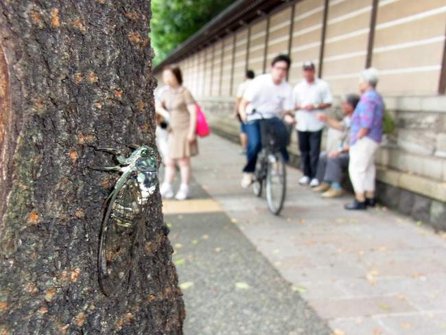 リコーからCX4登場　都会のセミ