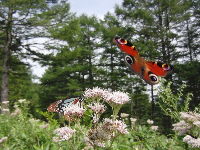 クジャクチョウ