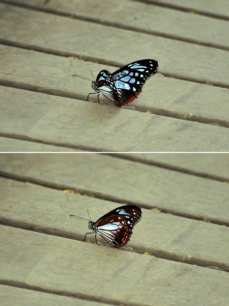 都内でアサギマダラ