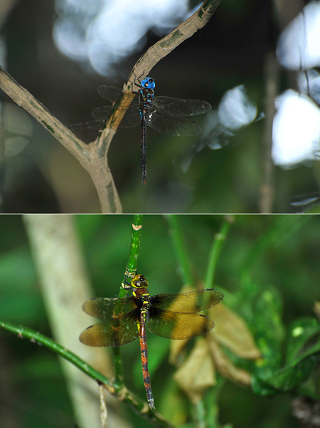 マルタンヤンマ 