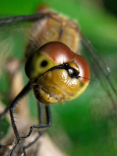 アキアカネの顔（改造マクロズーム）