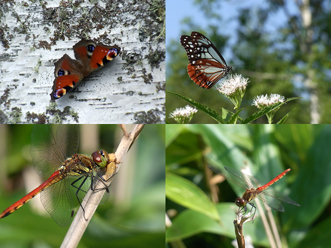 CX4のマクロ撮影