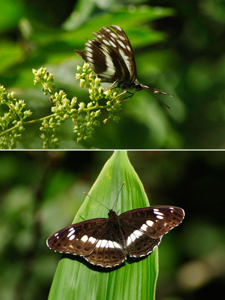 オオミスジとイチモンジチョウ
