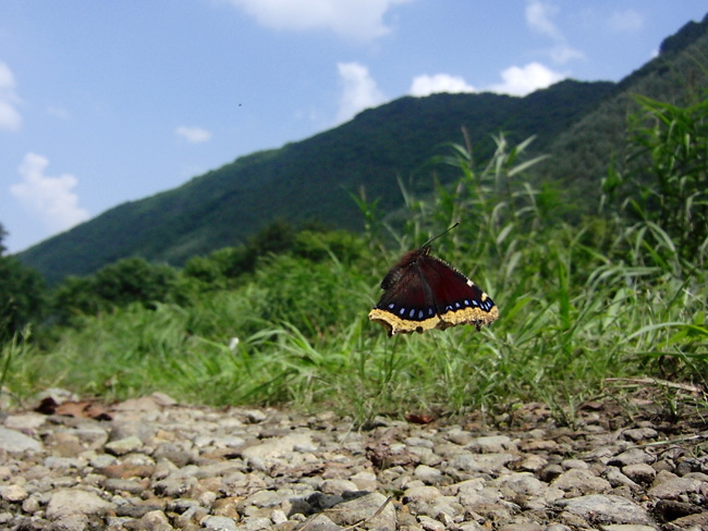 山を下りたキベリタテハ