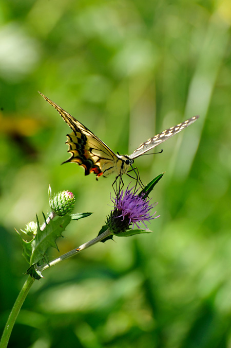 キアゲハを正面から狙う