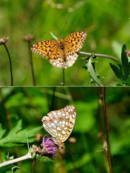 ウラギンヒョウモンの白化