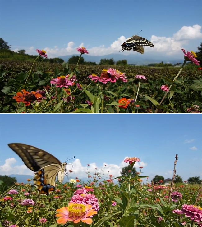 ビデオから静止画