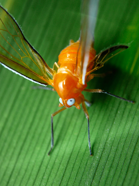 アカハネナガウンカを東信で