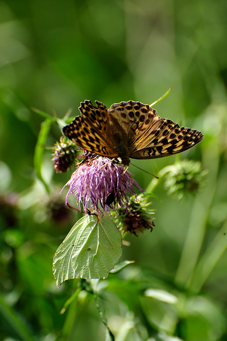 ミドリヒョウモンのメスとスジボソヤマキチョウのメス