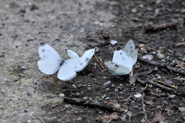 ヤマトスジグロシロチョウ