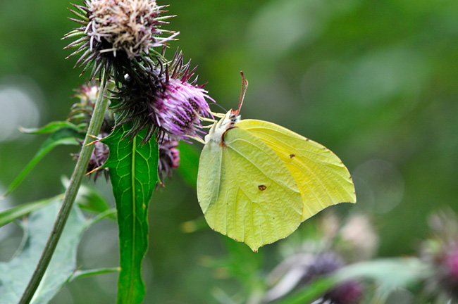 スジボソヤマキチョウのオス
