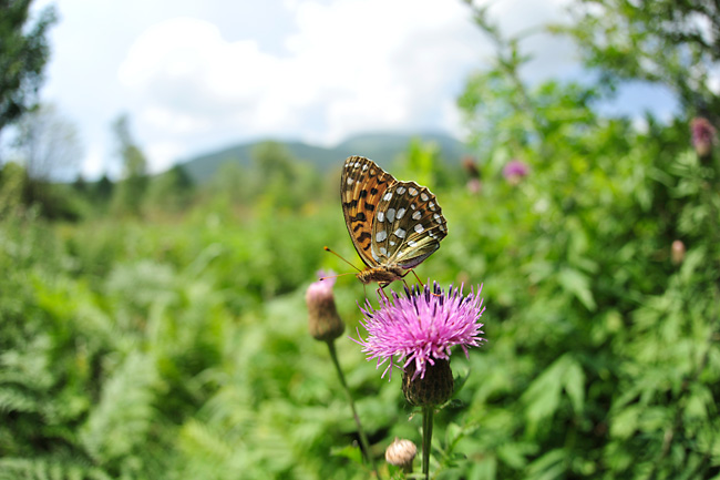 ギンボシヒョウモン