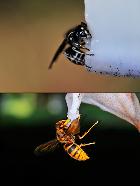 スガレ追い（クロスズメバチとキイロスズメバチ）