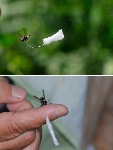 ハチを追う（スガレ追い）