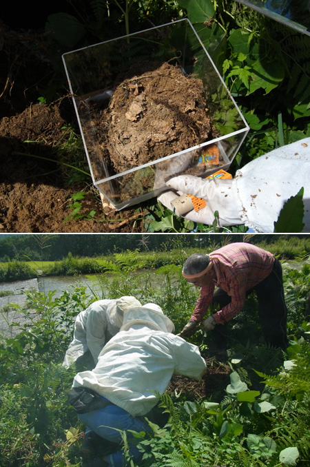 ハチの巣を掘る