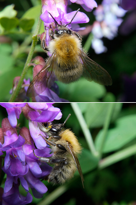 ミヤママルハナバチ